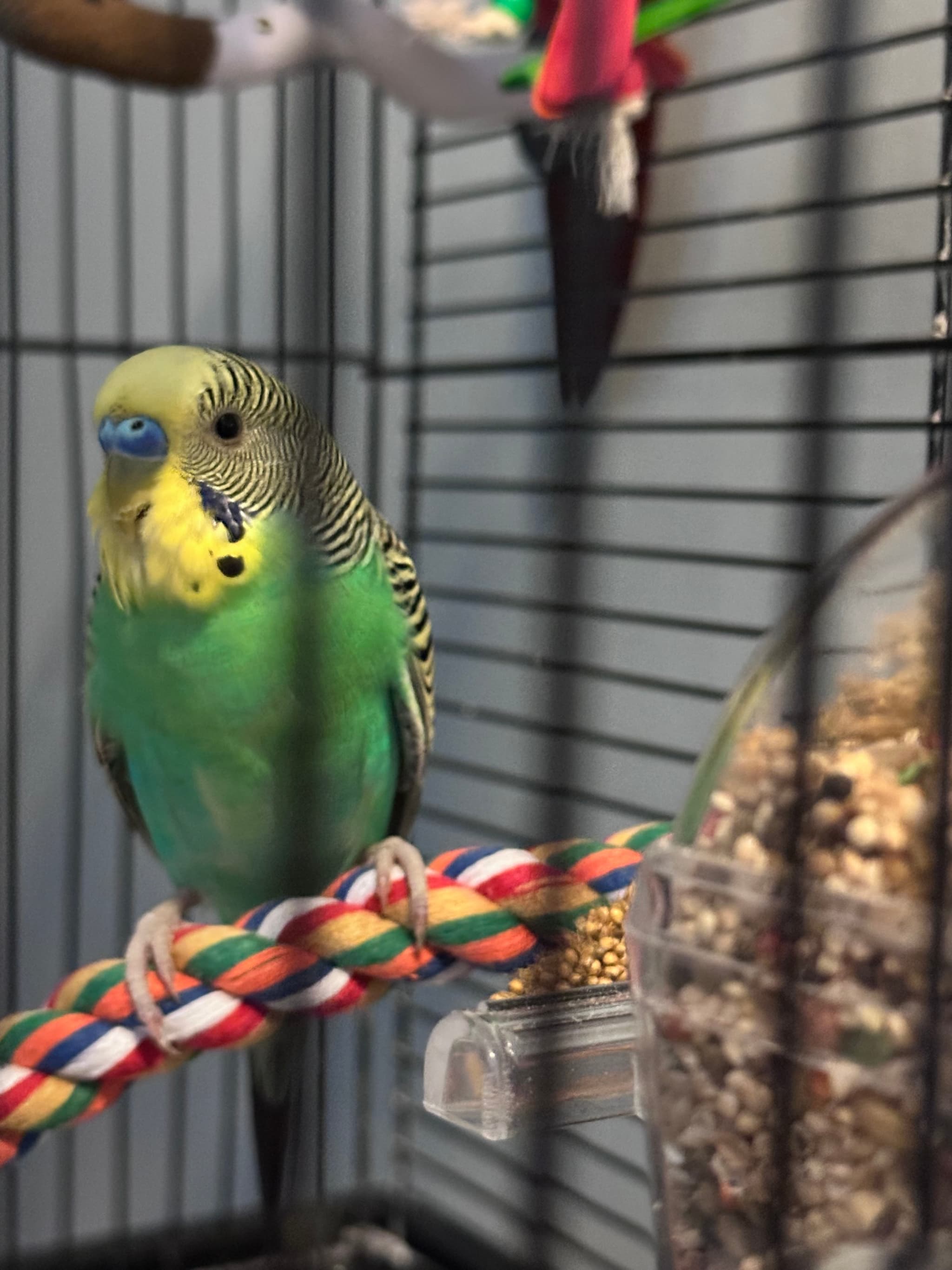 FOUND Budgie in Whitby, ON — Found - Green Male Budgie
