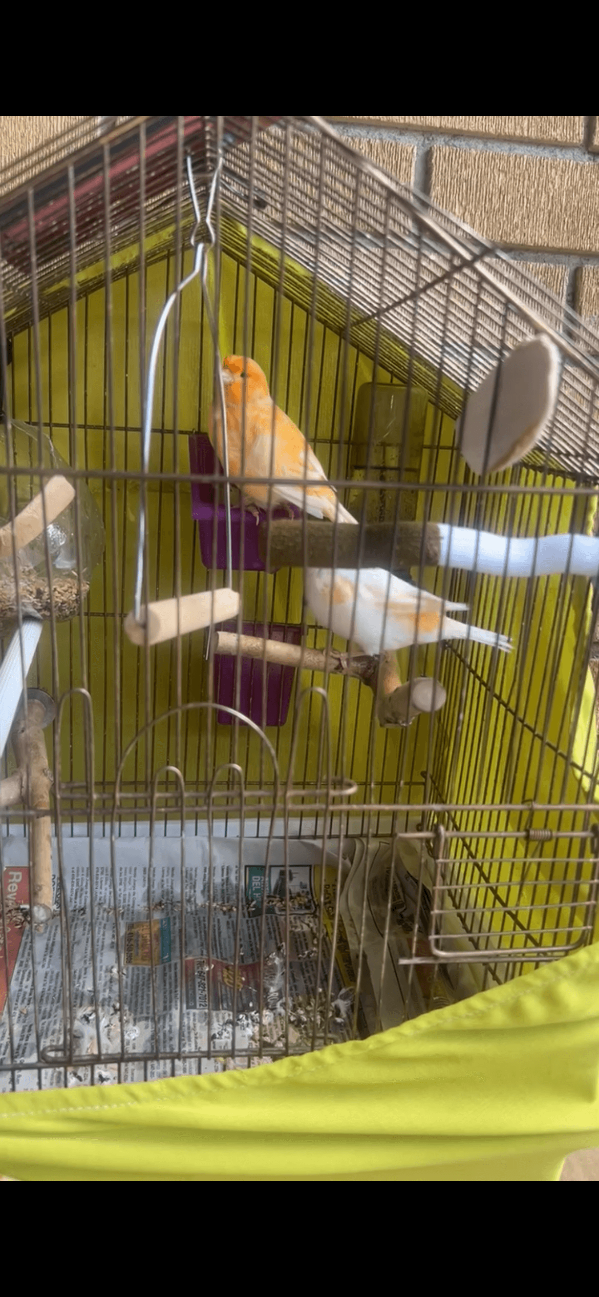 LOST Canary in Finch and Milvan, North York , M9M 2C5 — ABRAHAM (Male – Bright Orange) , SARAH (Female – White with Orange Patches). Both lost near Finch & Milvan.