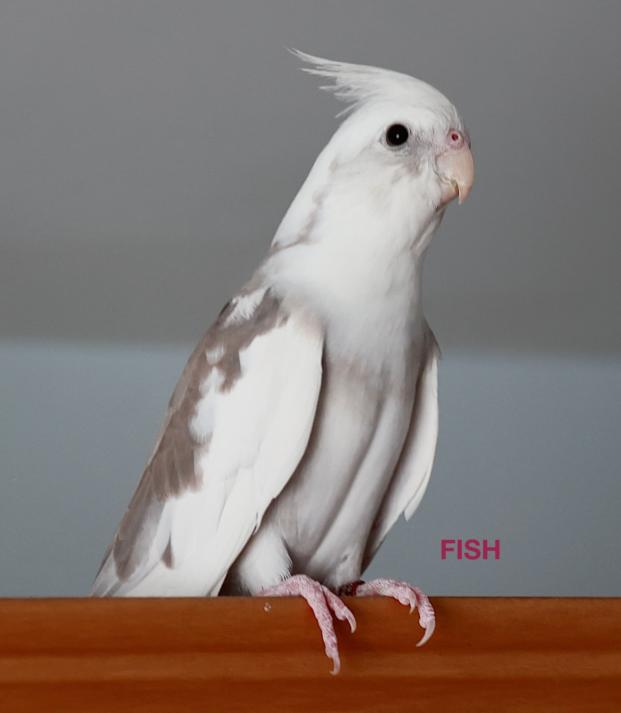 LOST Cockatiel in Hastings, Ontario — Lost white cockatiel, Bay St. & Argyle, in Hastings, Ontario.