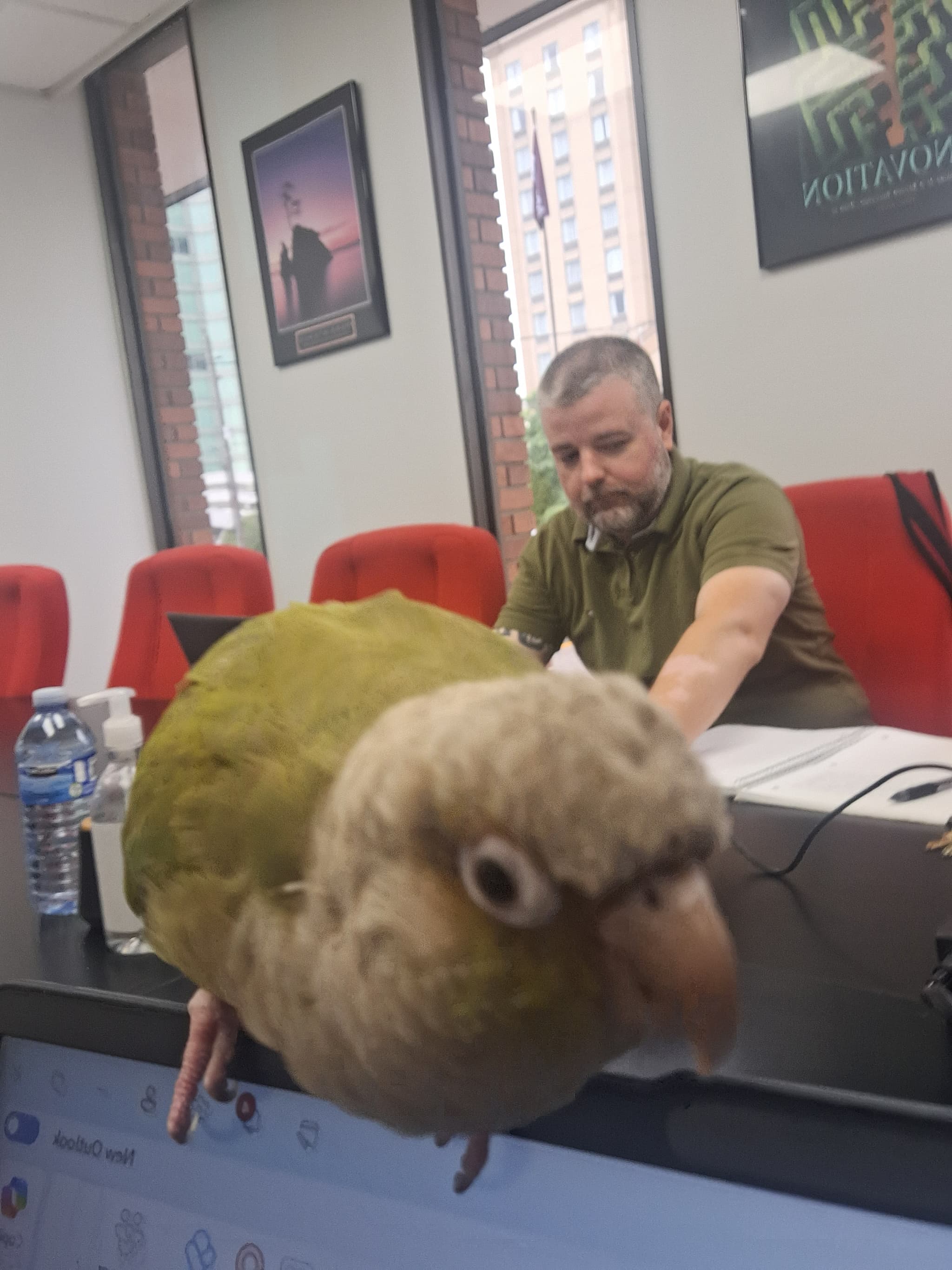 FOUND Budgie in Etobicoke — Green body, Grey head, Red Tail budgie found