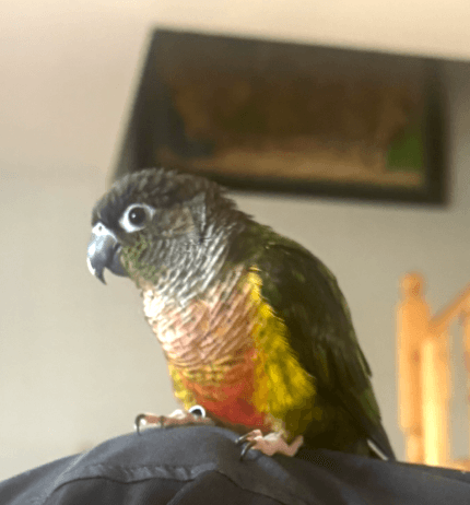 LOST Conure in North York, Toronto — Lost Green Cheek Conure near Sheppard Ave E & Don Mills Rd