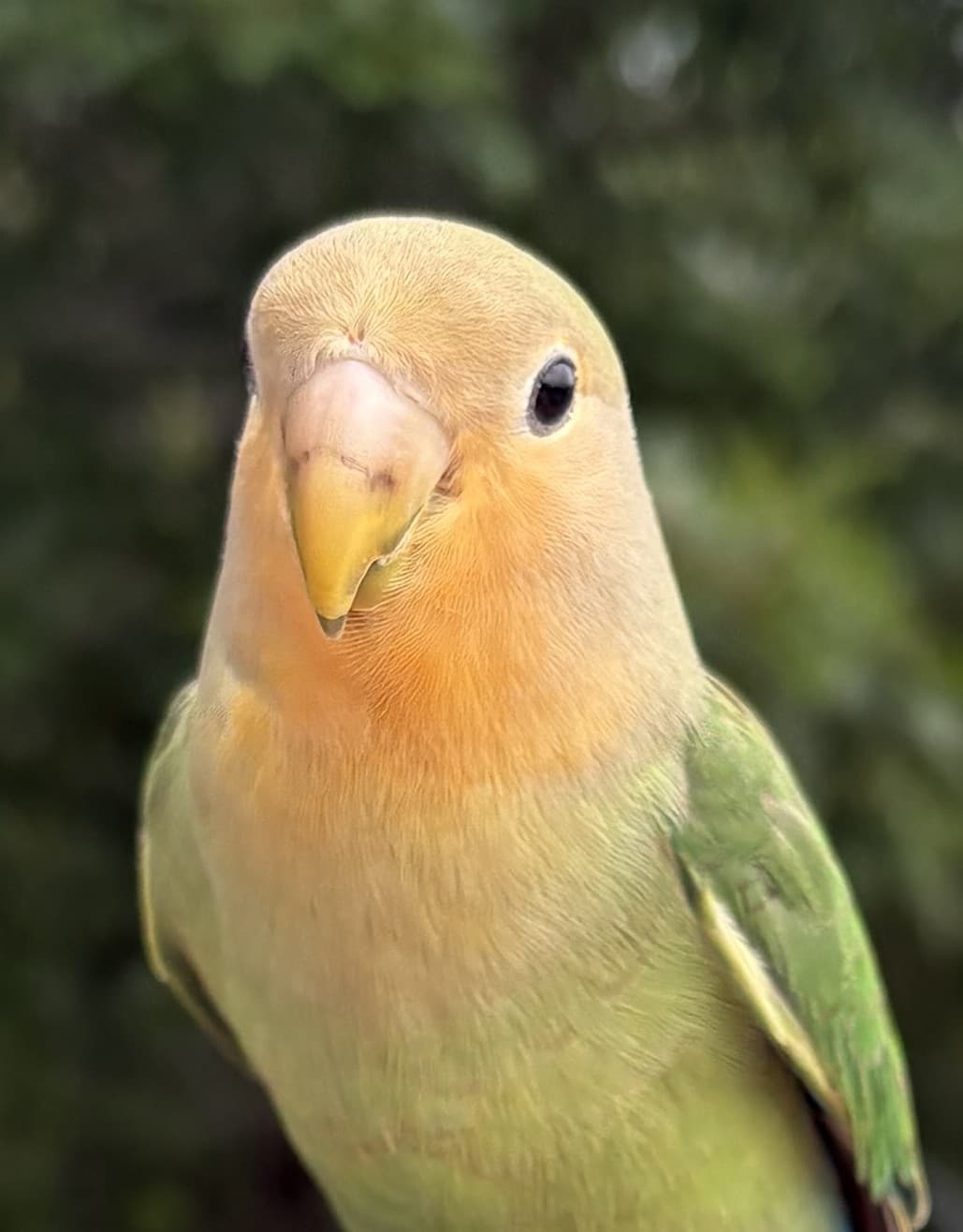 FOUND Lovebird in Odessa Ontario — Found Love Bird