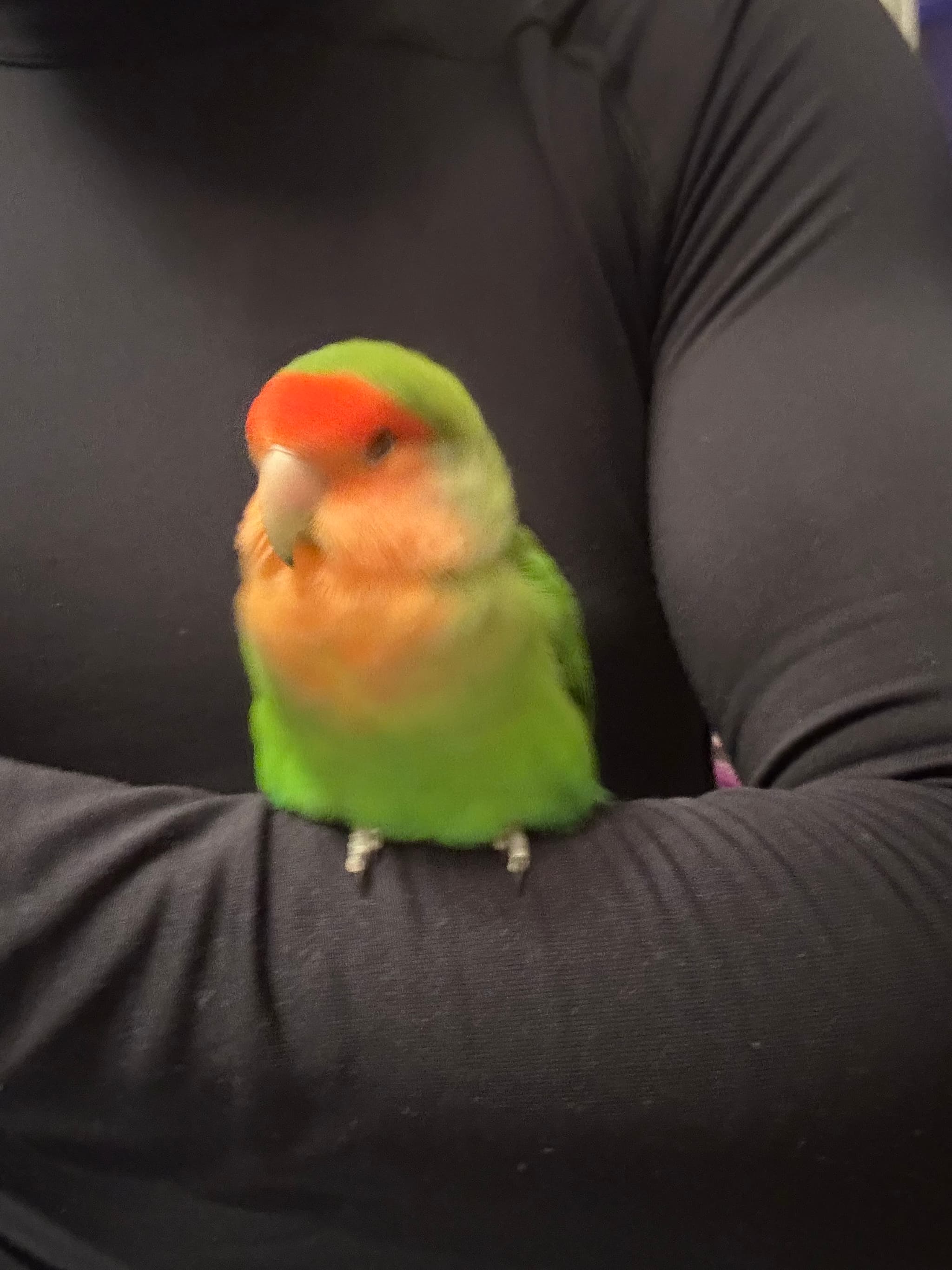 LOST Lovebird in North York — Lost Lovebird near Jane and Weston