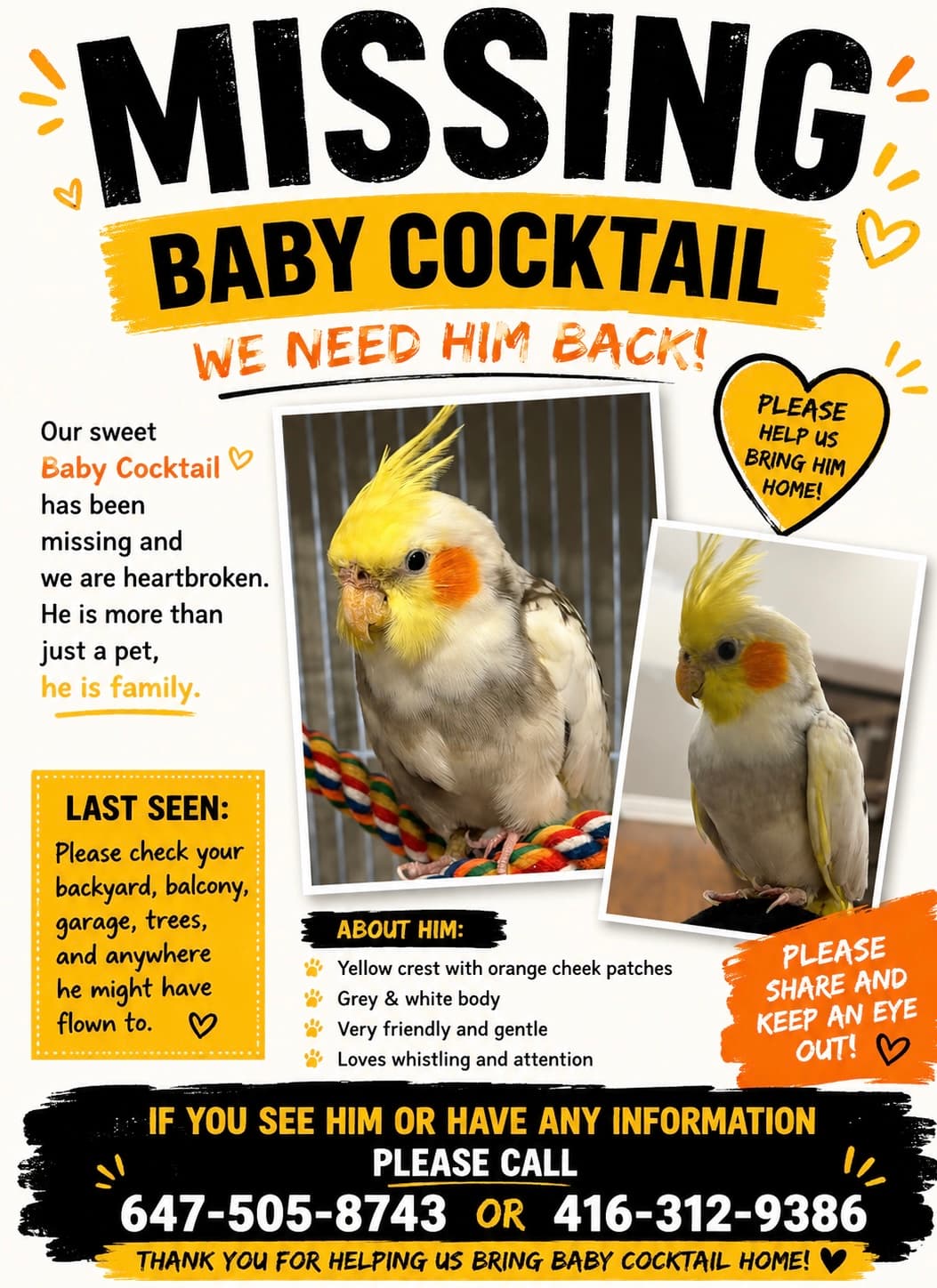 LOST Cockatiel in Brampton bovaird and airport road — Lost yellow white cocktail
