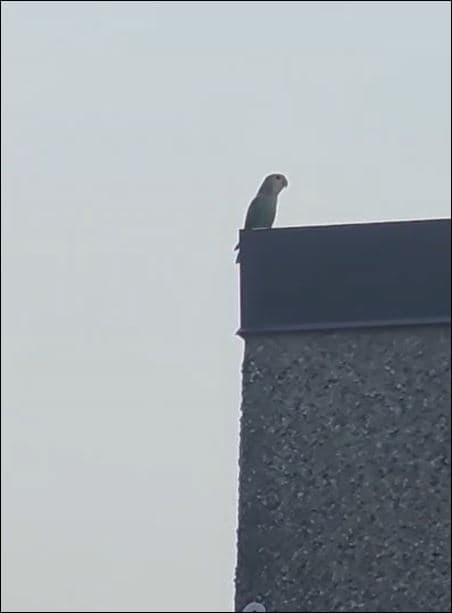 FOUND Lovebird in Beside Caledonia Park, Nanaimo Vancouver Island — Lovebird on roof