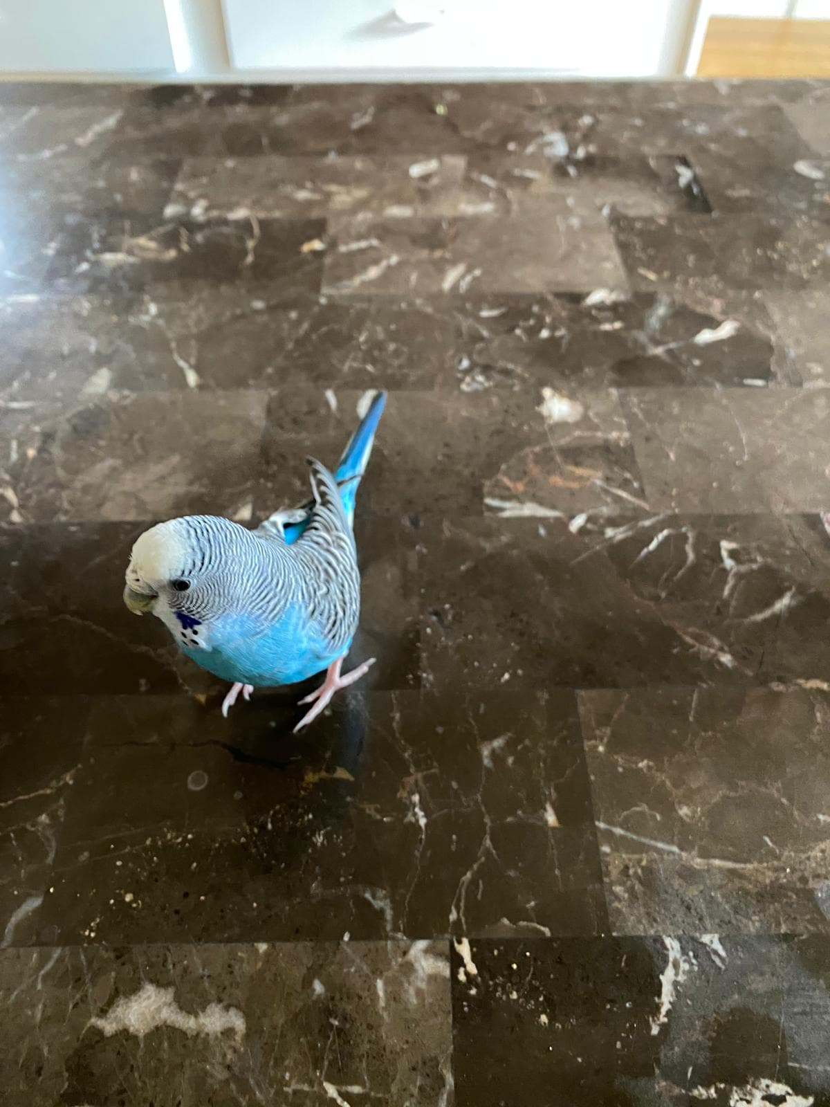 LOST Budgie in Burnaby bc — Blue colour