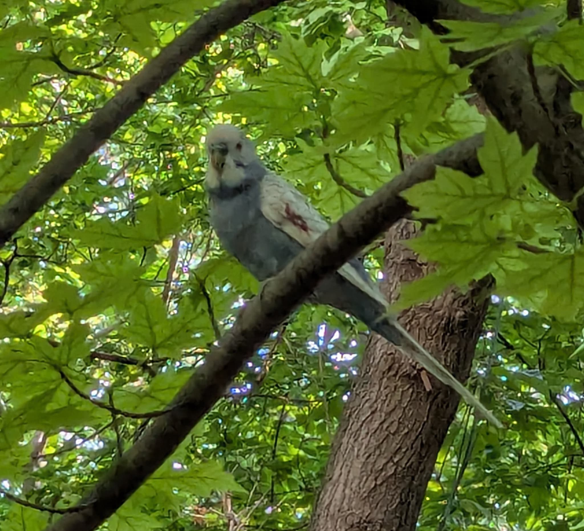 FOUND Budgie in Toronto, ON — Found blue budgie at the Cedarval Park
