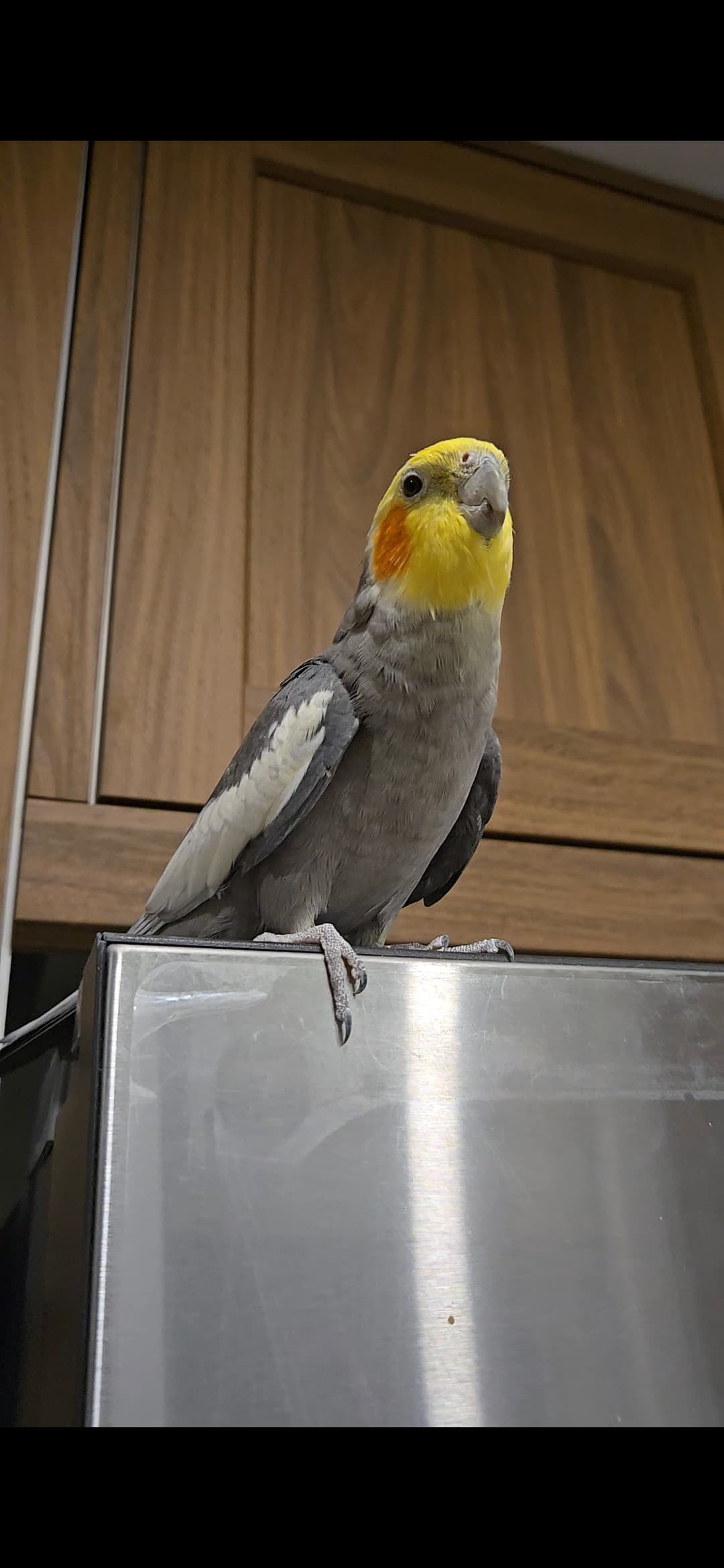 LOST Cockatiel in 14 Ingleside Drive North York M3K1V1 — I lost My cocktail bird Coco Gray-Yellow