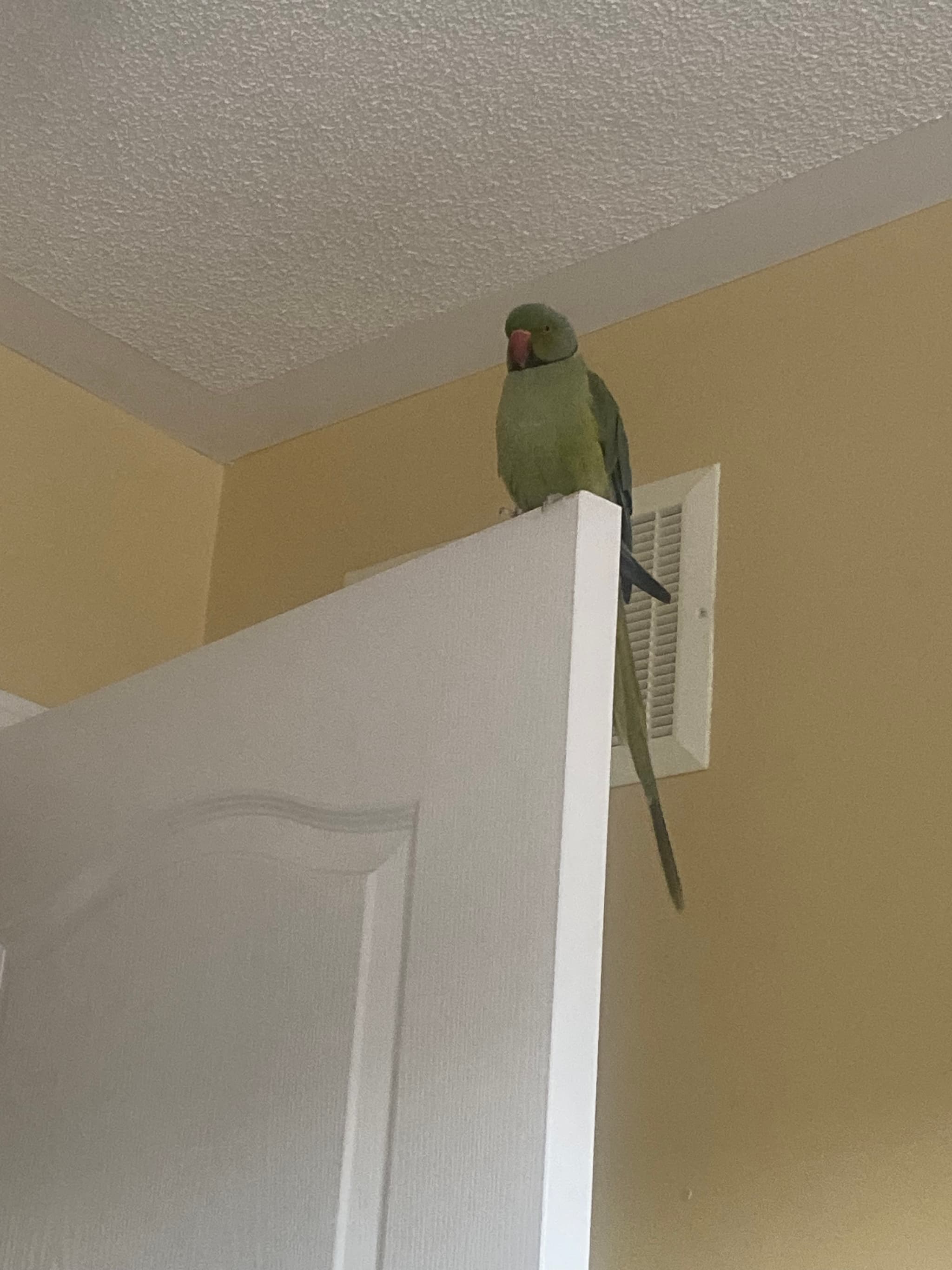 LOST Indian Ringneck in Oshawa, ON — Lost Indian Ringneck in Oshawa, ON