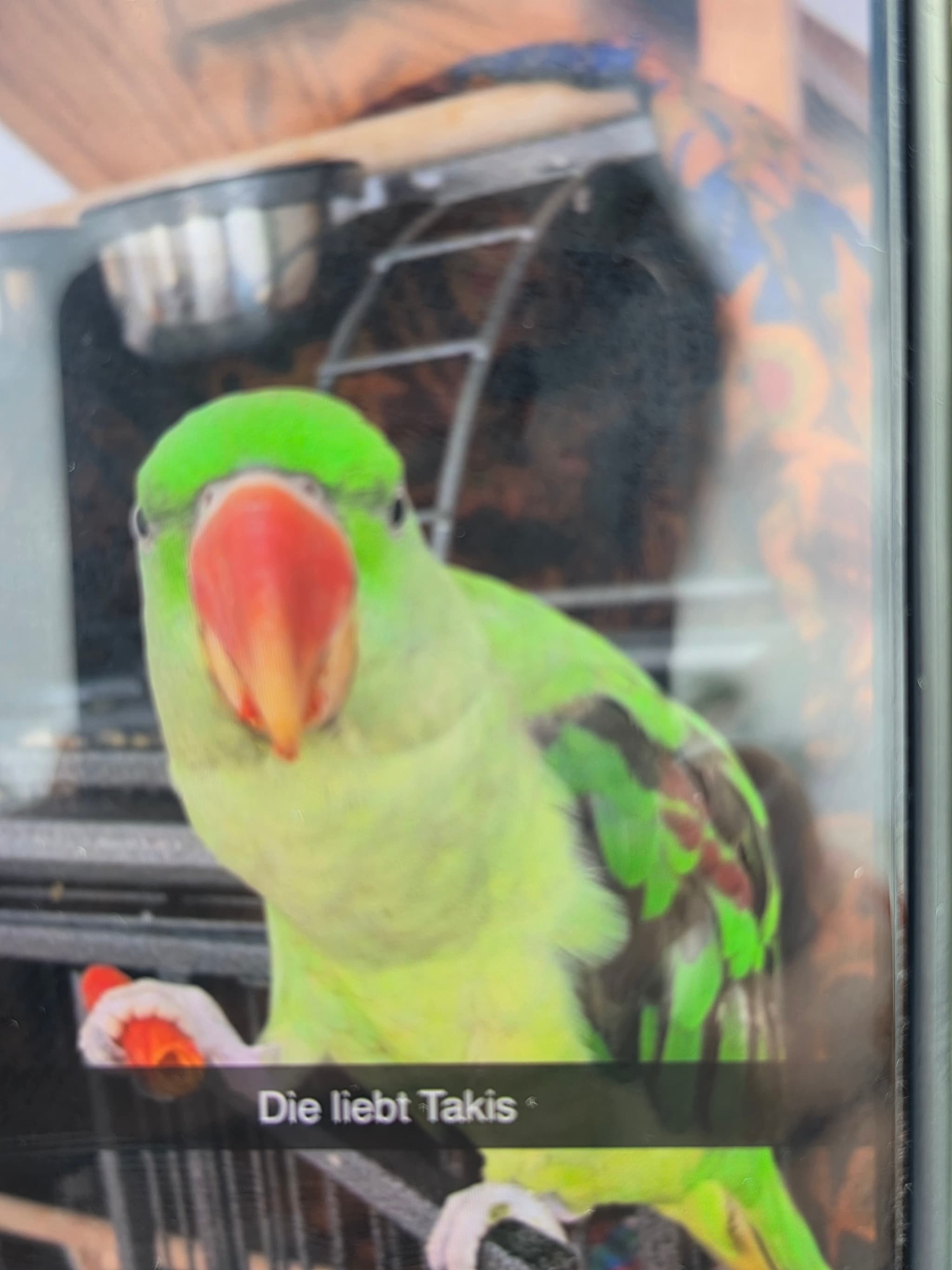LOST Other in Woodbridge Ontario — Lost green parrot in Woodbridge on ozner and city view